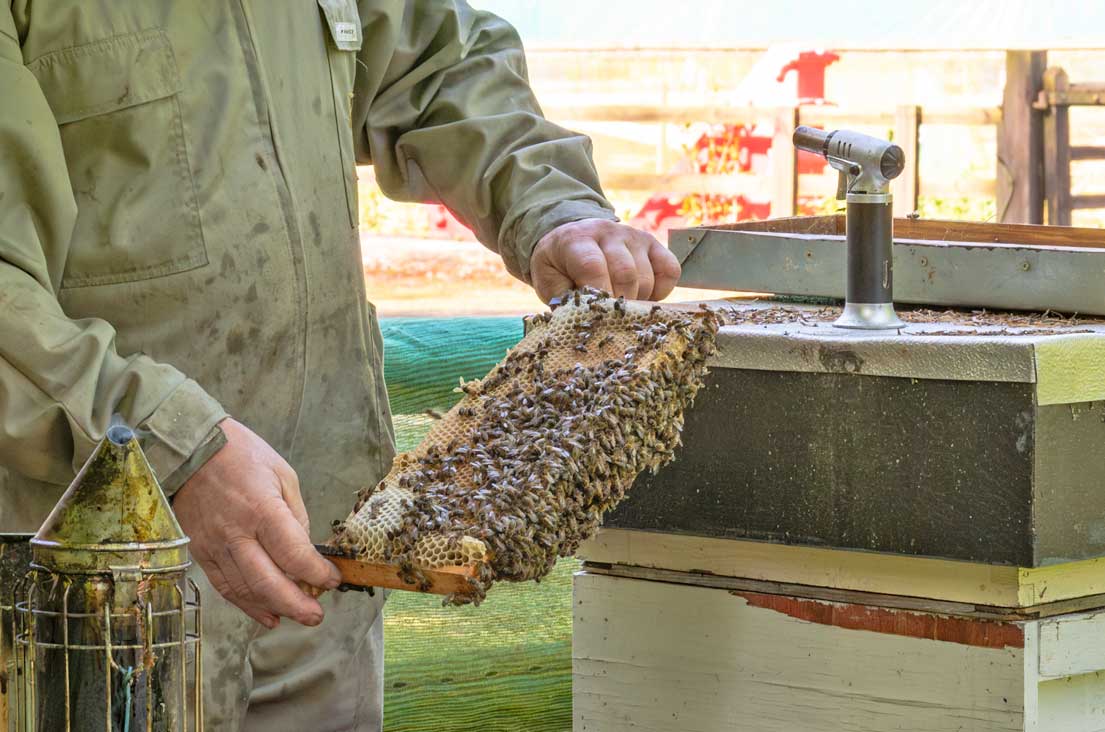 Bamburgh Bee Company – Honey Bee Experiences for all ages Bamburgh Bee Company - Honey Bee Experiences for all ages